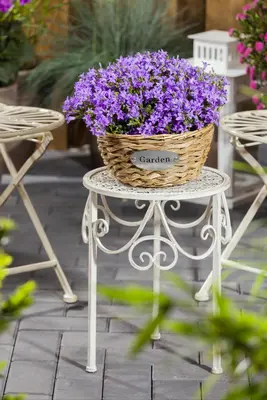 Campanula portenschlagiana (Dalmatiëklokje) - afbeelding 49