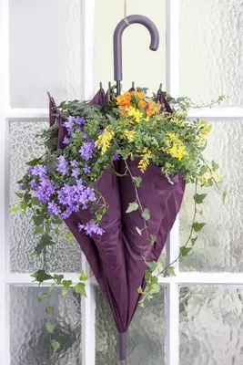 Campanula portenschlagiana (Dalmatiëklokje) - afbeelding 8