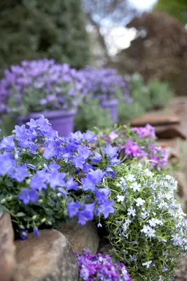 Campanula portenschlagiana (Dalmatiëklokje) - afbeelding 15