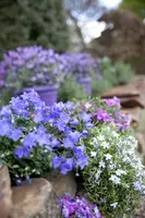 Campanula portenschlagiana (Dalmatiëklokje) - afbeelding 15