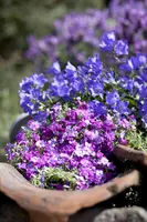 Campanula portenschlagiana (Dalmatiëklokje) - afbeelding 18