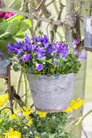 Campanula portenschlagiana (Dalmatiëklokje) - afbeelding 21