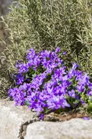 Campanula portenschlagiana (Dalmatiëklokje) - afbeelding 22
