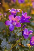 Campanula portenschlagiana (Dalmatiëklokje) - afbeelding 23