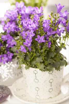 Campanula portenschlagiana (Dalmatiëklokje) - afbeelding 25