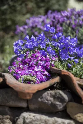 Campanula portenschlagiana (Dalmatiëklokje) - afbeelding 34