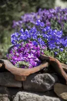 Campanula portenschlagiana (Dalmatiëklokje) - afbeelding 34