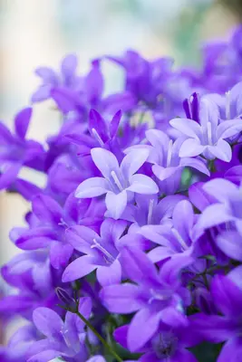 Campanula portenschlagiana (Dalmatiëklokje) - afbeelding 37