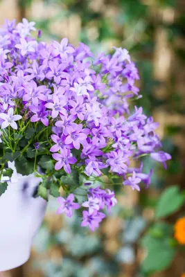 Campanula portenschlagiana (Dalmatiëklokje) - afbeelding 39