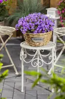 Campanula portenschlagiana (Dalmatiëklokje) - afbeelding 49