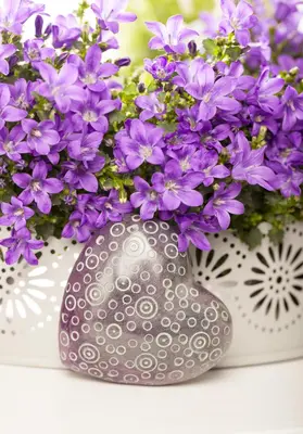 Campanula portenschlagiana (Dalmatiëklokje) - afbeelding 28