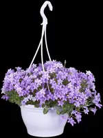 Campanula portenschlagiana (Dalmatiëklokje) - afbeelding 46