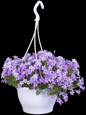 Campanula portenschlagiana (Dalmatiëklokje) - afbeelding 46