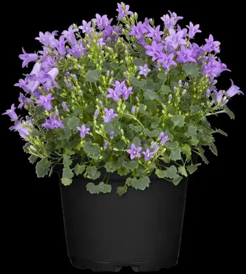 Campanula portenschlagiana (Dalmatiëklokje) - afbeelding 35