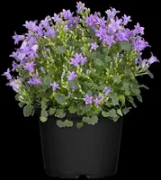 Campanula portenschlagiana (Dalmatiëklokje) - afbeelding 35