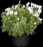 Campanula portenschlagiana (Dalmatiëklokje) - afbeelding 36