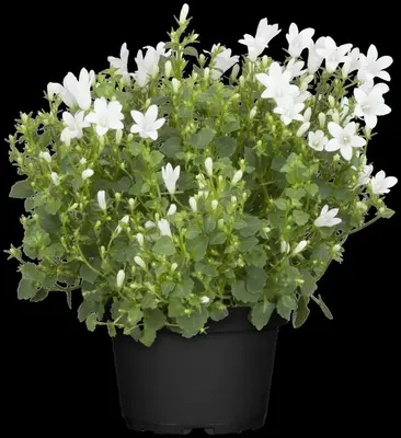 Campanula portenschlagiana (Dalmatiëklokje) - afbeelding 36