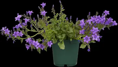 Campanula portenschlagiana (Dalmatiëklokje) - afbeelding 43