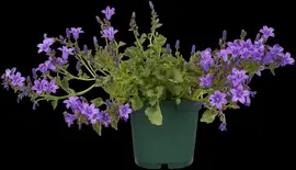 Campanula portenschlagiana (Dalmatiëklokje) - afbeelding 43