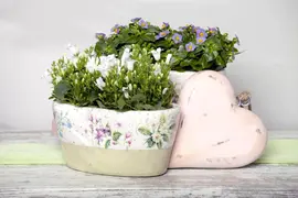 Campanula portenschlagiana (Dalmatiëklokje) - afbeelding 4