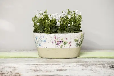 Campanula portenschlagiana (Dalmatiëklokje) - afbeelding 5