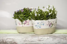 Campanula portenschlagiana (Dalmatiëklokje) - afbeelding 6