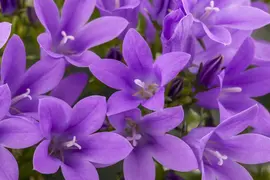 Campanula portenschlagiana (Dalmatiëklokje) - afbeelding 13