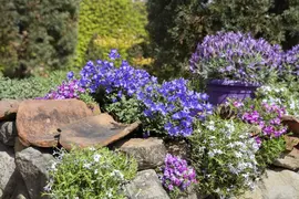 Campanula portenschlagiana (Dalmatiëklokje) - afbeelding 16