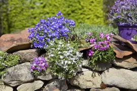 Campanula portenschlagiana (Dalmatiëklokje) - afbeelding 17