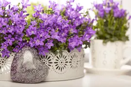 Campanula portenschlagiana (Dalmatiëklokje) - afbeelding 30