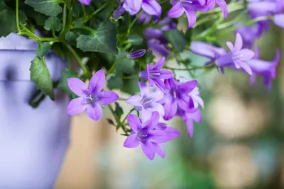 Campanula portenschlagiana (Dalmatiëklokje) - afbeelding 38