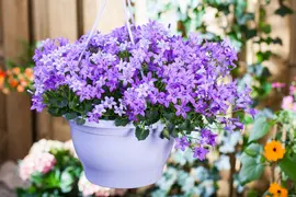 Campanula portenschlagiana (Dalmatiëklokje) - afbeelding 40