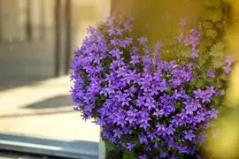 Campanula portenschlagiana (Dalmatiëklokje) - afbeelding 44