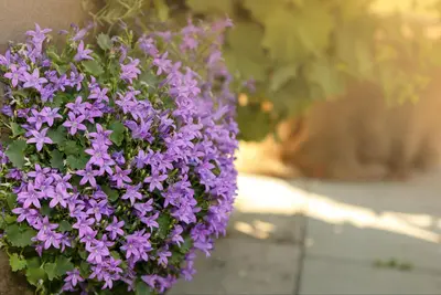 Campanula portenschlagiana (Dalmatiëklokje) - afbeelding 45