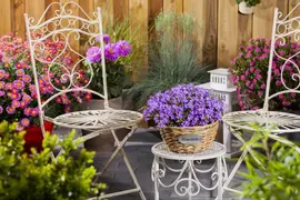 Campanula portenschlagiana (Dalmatiëklokje) - afbeelding 47