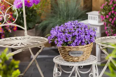 Campanula portenschlagiana (Dalmatiëklokje) - afbeelding 48
