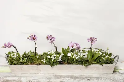 Campanula portenschlagiana (Dalmatiëklokje) - afbeelding 3