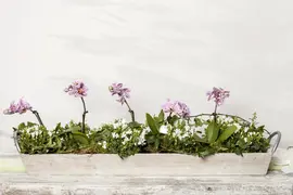 Campanula portenschlagiana (Dalmatiëklokje) - afbeelding 3