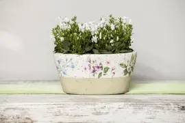 Campanula portenschlagiana (Dalmatiëklokje) - afbeelding 5