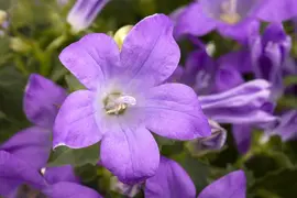 Campanula portenschlagiana (Dalmatiëklokje) - afbeelding 12