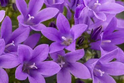 Campanula portenschlagiana (Dalmatiëklokje) - afbeelding 13