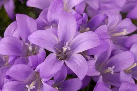 Campanula portenschlagiana (Dalmatiëklokje) - afbeelding 14