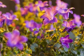 Campanula portenschlagiana (Dalmatiëklokje) - afbeelding 24