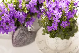 Campanula portenschlagiana (Dalmatiëklokje) - afbeelding 27