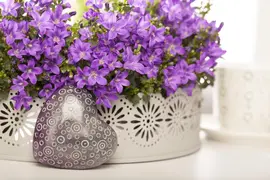 Campanula portenschlagiana (Dalmatiëklokje) - afbeelding 29