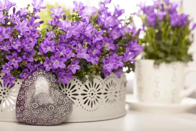 Campanula portenschlagiana (Dalmatiëklokje) - afbeelding 30