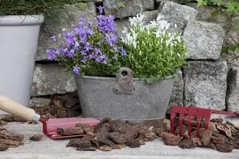 Campanula portenschlagiana (Dalmatiëklokje) - afbeelding 32