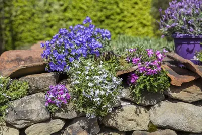 Campanula portenschlagiana (Dalmatiëklokje) - afbeelding 33
