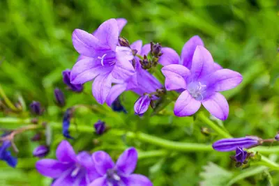 Campanula portenschlagiana (Dalmatiëklokje) - afbeelding 41