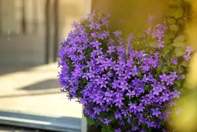 Campanula portenschlagiana (Dalmatiëklokje) - afbeelding 44